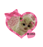 どすこい猫のさくらの日常（個別スタンプ：26）
