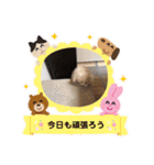 どすこい猫のさくらの日常（個別スタンプ：28）