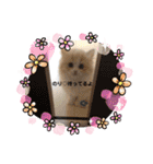 どすこい猫のさくらの日常（個別スタンプ：29）