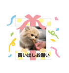 どすこい猫のさくらの日常（個別スタンプ：30）