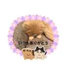どすこい猫のさくらの日常（個別スタンプ：35）