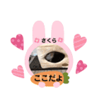 どすこい猫のさくらの日常（個別スタンプ：36）