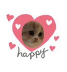 どすこい猫のさくらの日常（個別スタンプ：40）
