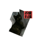 みぃこスタンプ2（個別スタンプ：5）