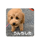 あみたぷりおさん（個別スタンプ：5）