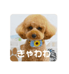 あみたぷりおさん（個別スタンプ：16）