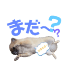テトくんはポメラニアン2（個別スタンプ：6）