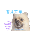テトくんはポメラニアン2（個別スタンプ：7）