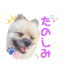 テトくんはポメラニアン2（個別スタンプ：8）