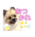テトくんはポメラニアン2（個別スタンプ：9）