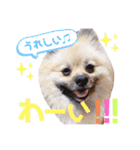 テトくんはポメラニアン2（個別スタンプ：10）