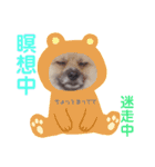 テトくんはポメラニアン2（個別スタンプ：11）