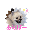 テトくんはポメラニアン2（個別スタンプ：13）
