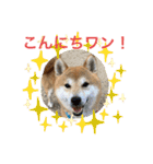 柴犬りくちん★（個別スタンプ：1）