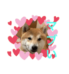 柴犬りくちん★（個別スタンプ：2）