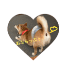 柴犬りくちん★（個別スタンプ：3）