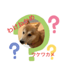 柴犬りくちん★（個別スタンプ：4）