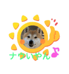 柴犬りくちん★（個別スタンプ：5）