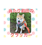 柴犬りくちん★（個別スタンプ：6）
