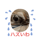 柴犬りくちん★（個別スタンプ：7）