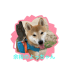 柴犬りくちん★（個別スタンプ：8）