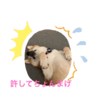 柴犬りくちん★（個別スタンプ：9）