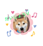 柴犬りくちん★（個別スタンプ：10）