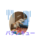 柴犬りくちん★（個別スタンプ：11）