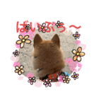 柴犬りくちん★（個別スタンプ：12）