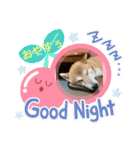 柴犬りくちん★（個別スタンプ：13）
