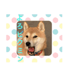 柴犬りくちん★（個別スタンプ：14）