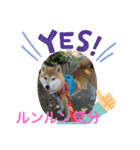 柴犬りくちん★（個別スタンプ：15）