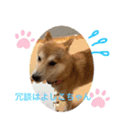 柴犬りくちん★（個別スタンプ：16）