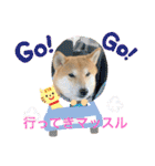 柴犬りくちん★（個別スタンプ：17）