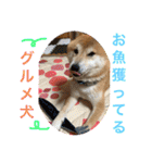 柴犬りくちん★（個別スタンプ：18）