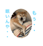 柴犬りくちん★（個別スタンプ：19）