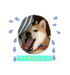 柴犬りくちん★（個別スタンプ：20）