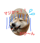 柴犬りくちん★（個別スタンプ：21）
