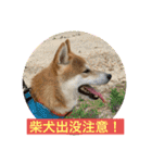 柴犬りくちん★（個別スタンプ：22）