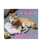 柴犬りくちん★（個別スタンプ：23）
