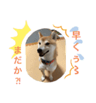 柴犬りくちん★（個別スタンプ：24）