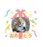 柴犬りくちん★（個別スタンプ：25）