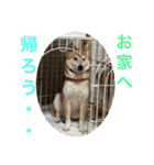 柴犬りくちん★（個別スタンプ：27）