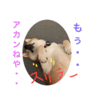 柴犬りくちん★（個別スタンプ：28）