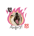 柴犬りくちん★（個別スタンプ：29）