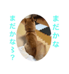 柴犬りくちん★（個別スタンプ：30）