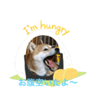 柴犬りくちん★（個別スタンプ：31）