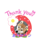 柴犬りくちん★（個別スタンプ：32）