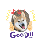 柴犬りくちん★（個別スタンプ：33）