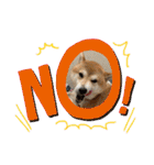 柴犬りくちん★（個別スタンプ：34）